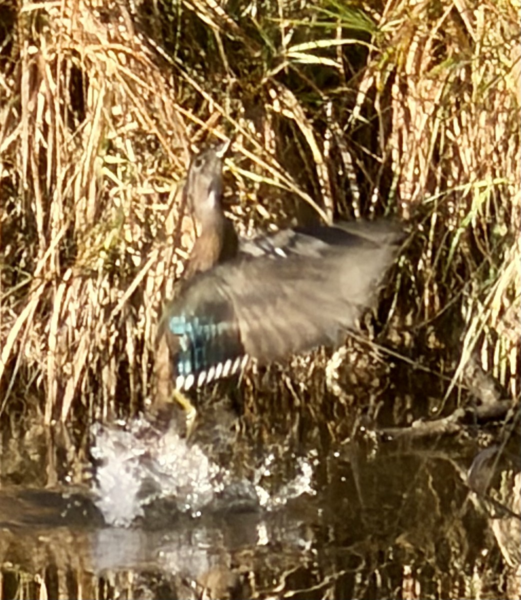 Wood Duck - ML643545959