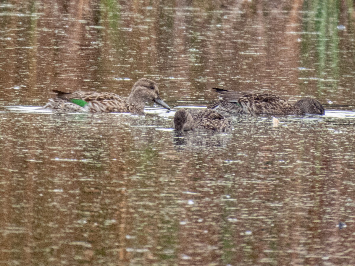 Green-winged Teal - ML643545961