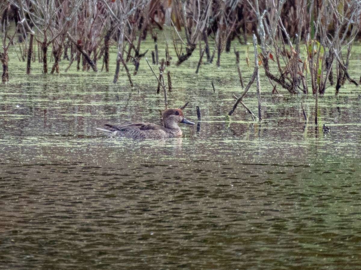 Green-winged Teal - ML643545962