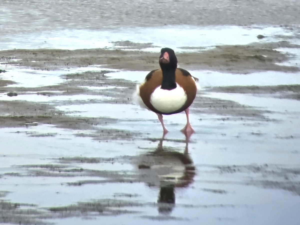 Common Shelduck - ML643545963