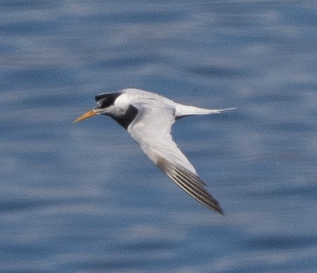 Elegant Tern - ML643545965