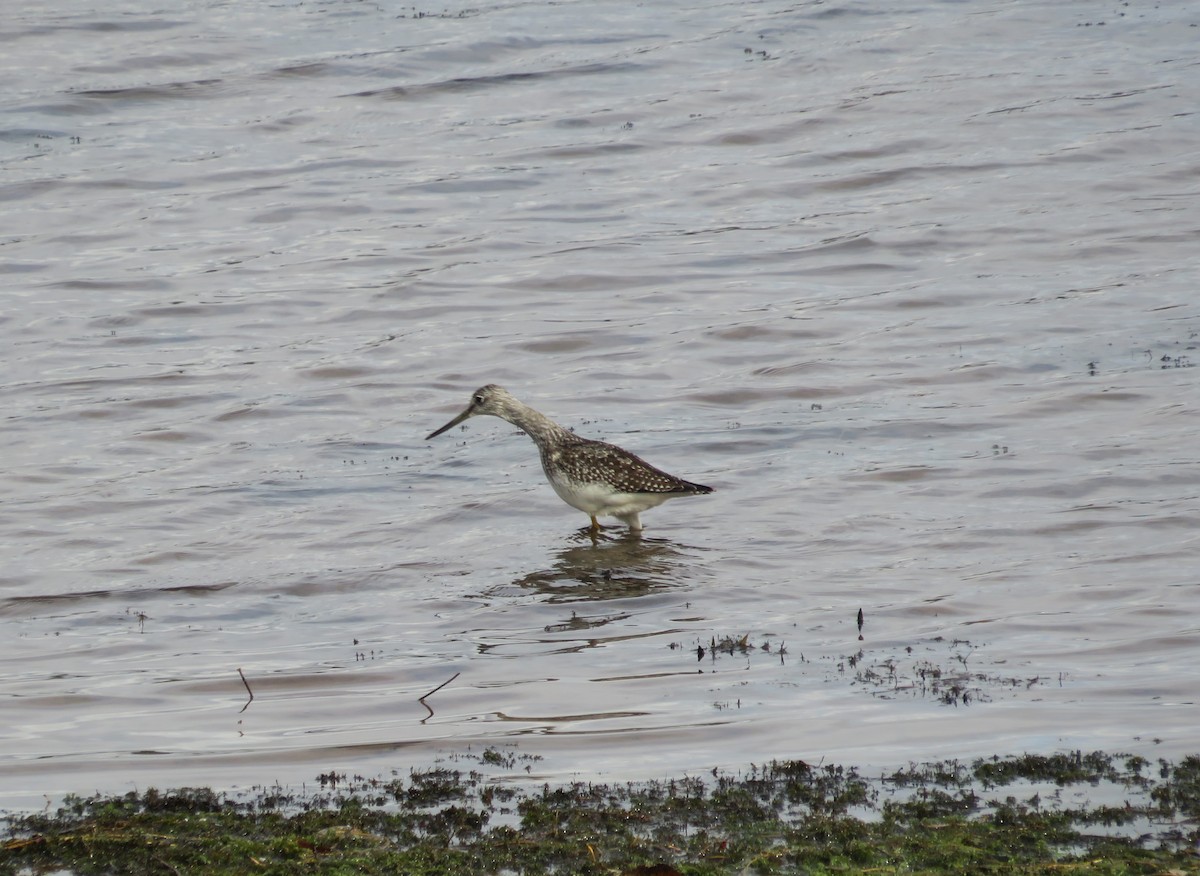 Greater Yellowlegs - ML643545966