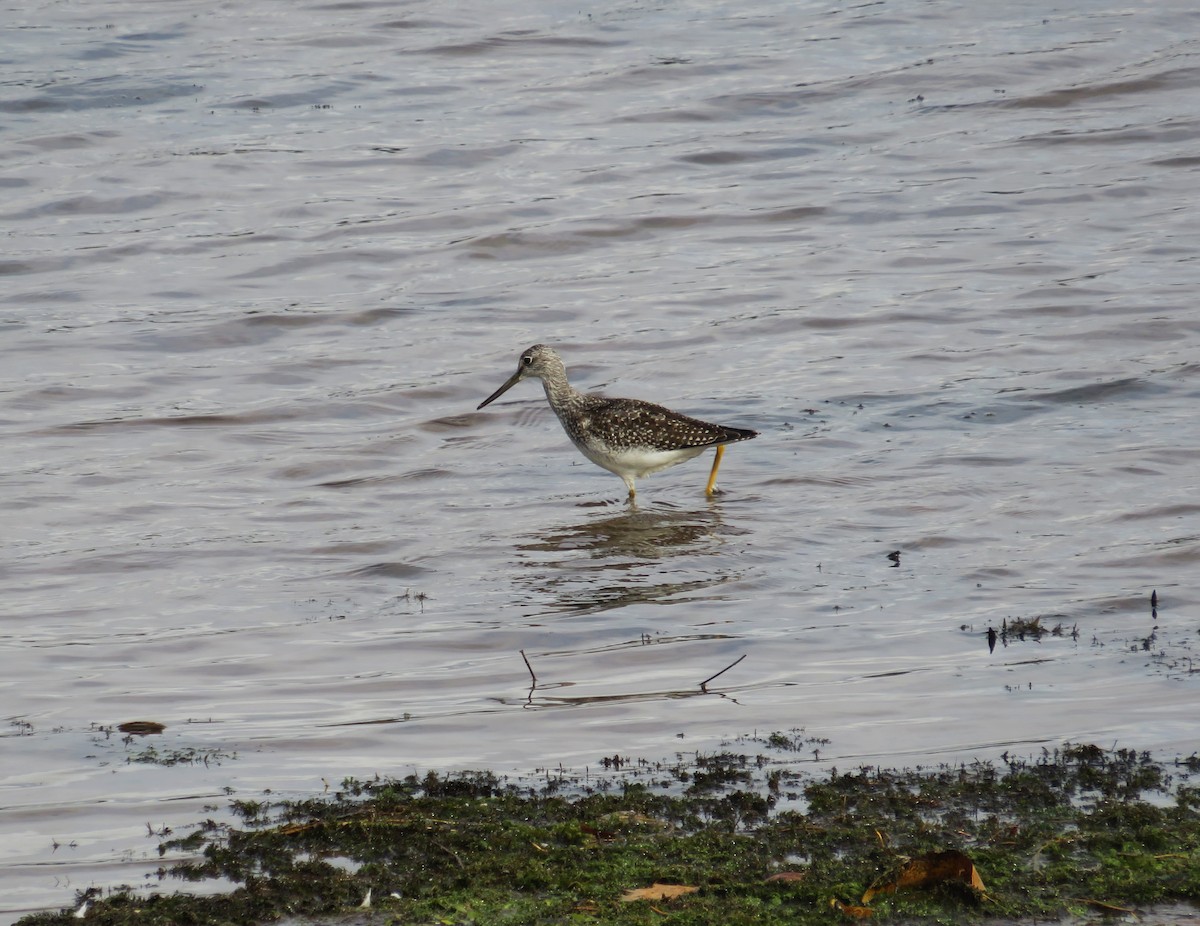 Greater Yellowlegs - ML643545967