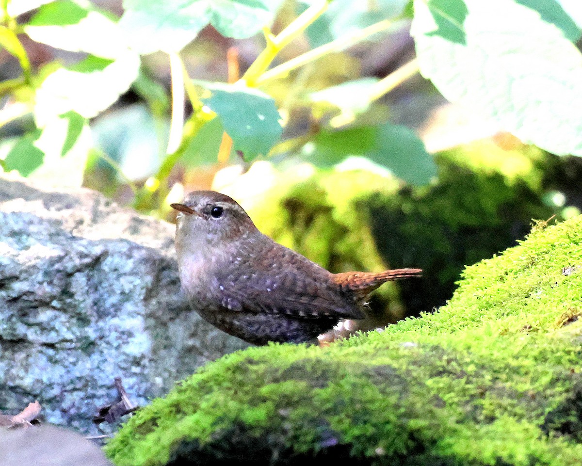 Winter Wren - ML643545970