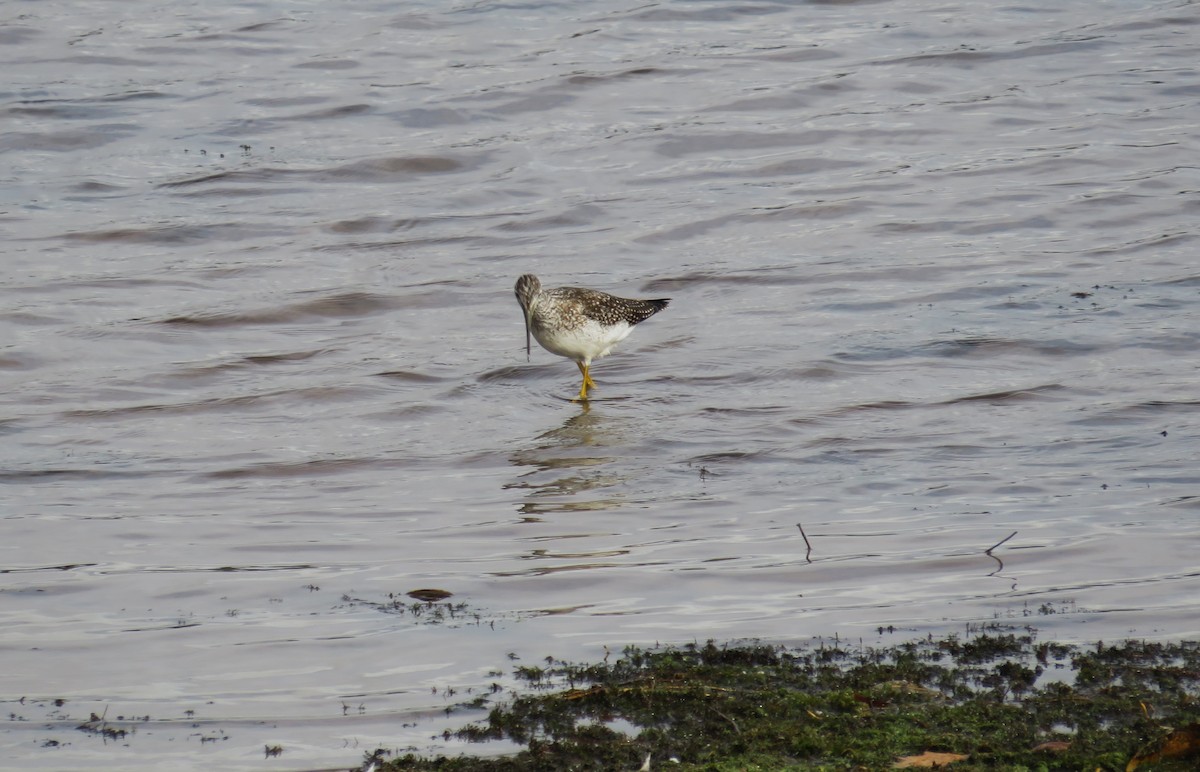 Greater Yellowlegs - ML643545972