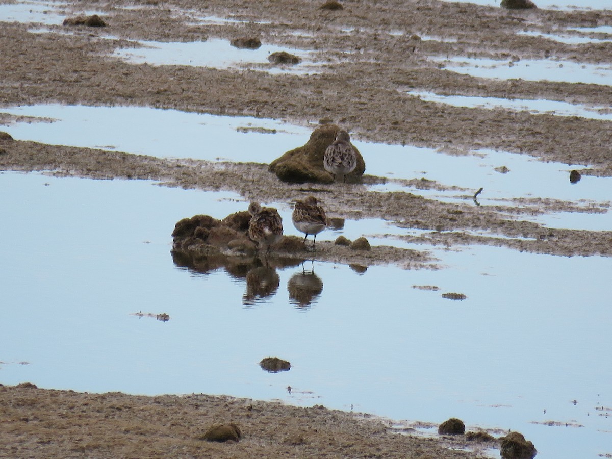 Little Stint - ML643545973