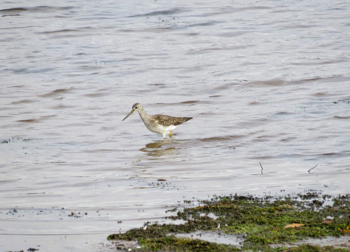 Greater Yellowlegs - ML643545974