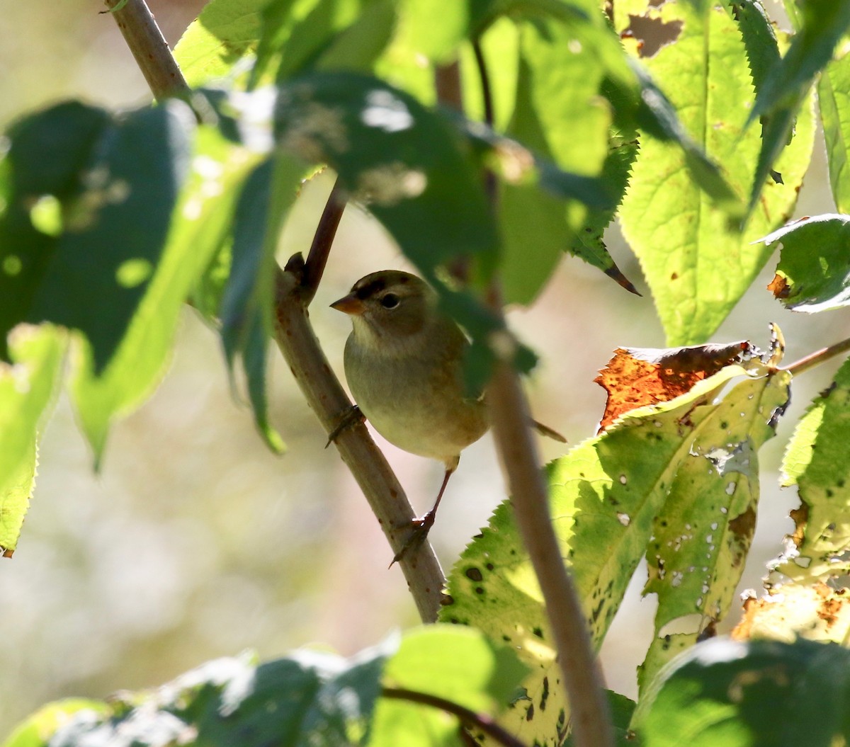 White-crowned Sparrow - ML643545976