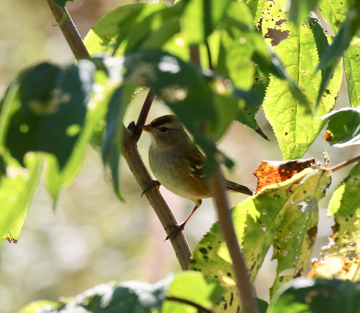 White-crowned Sparrow - ML643545977