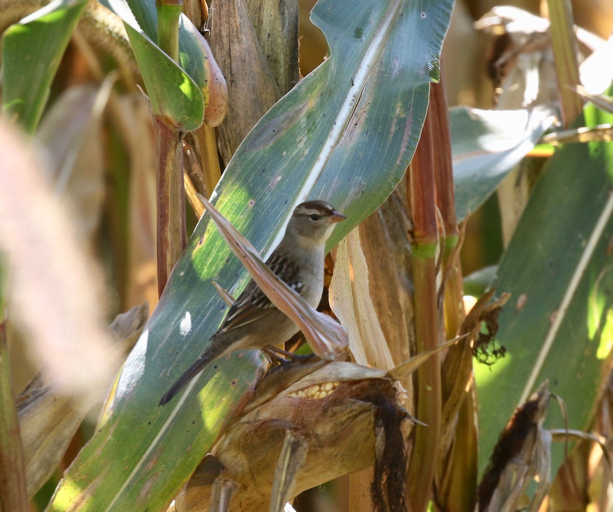 White-crowned Sparrow - ML643545978