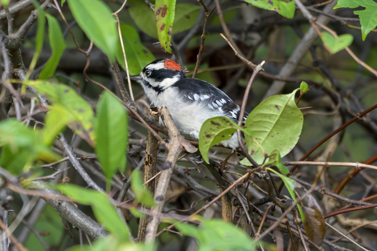Downy Woodpecker - ML643545981
