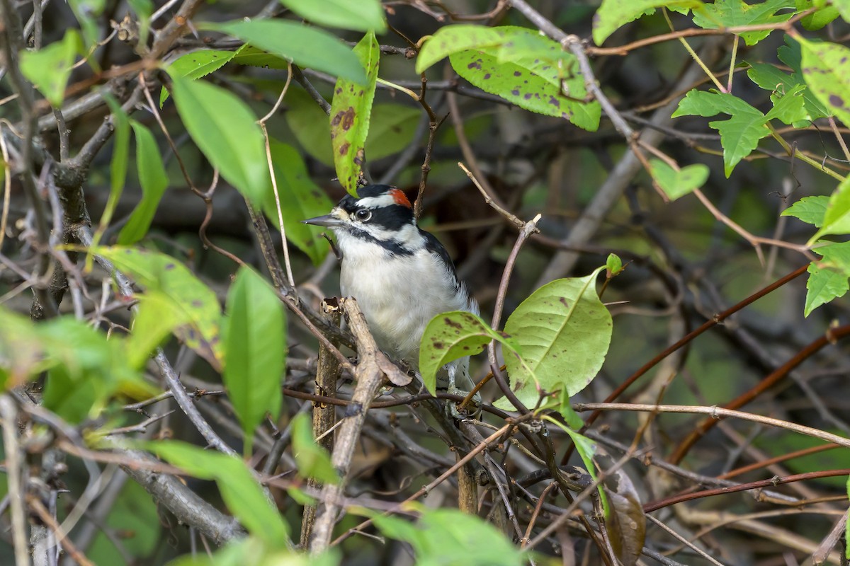 Downy Woodpecker - ML643545982