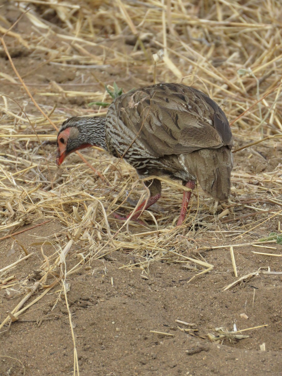 Francolin à gorge rouge (groupe leucoparaeus) - ML643545996