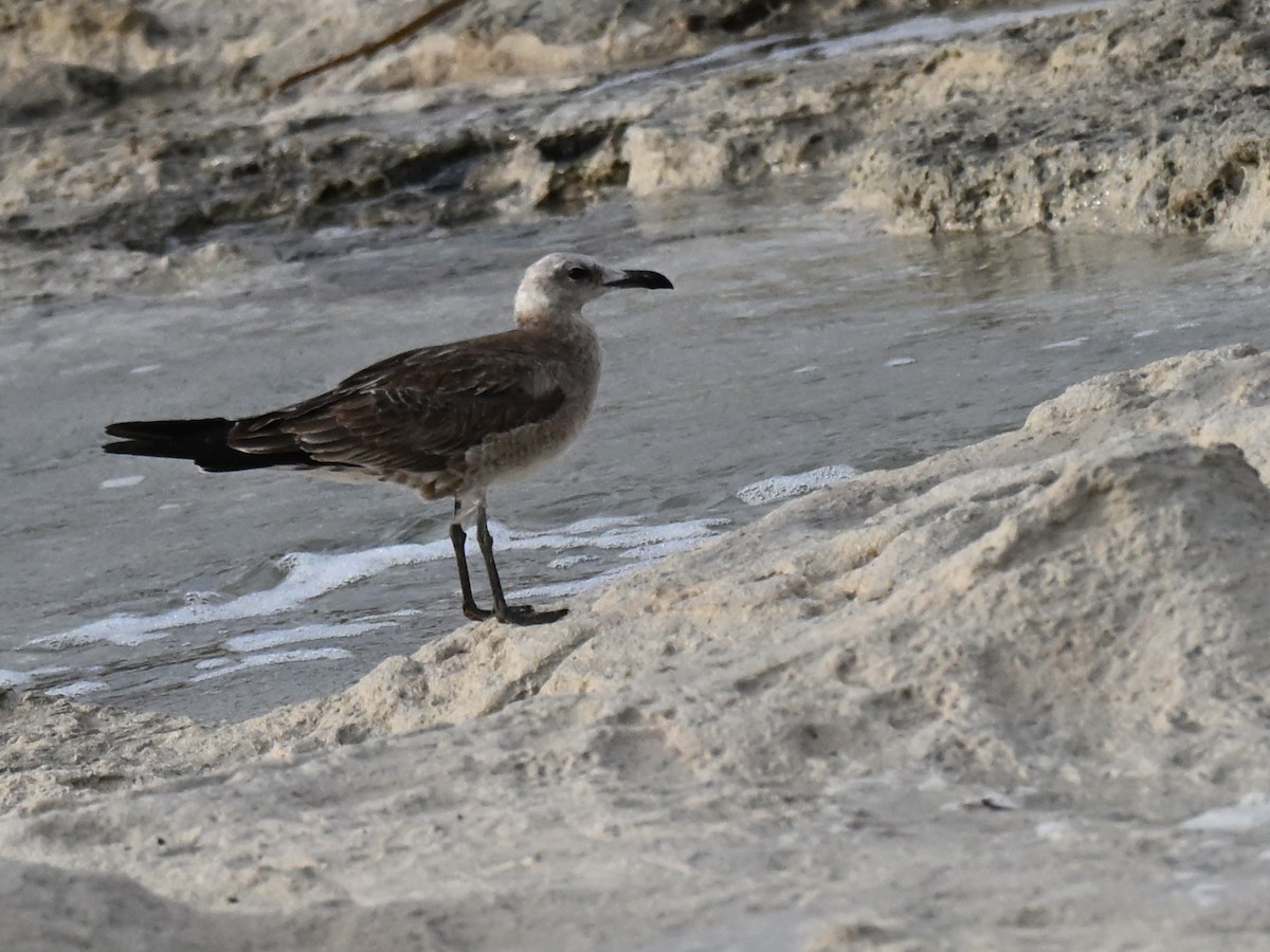 Audouin's Gull - ML643546002