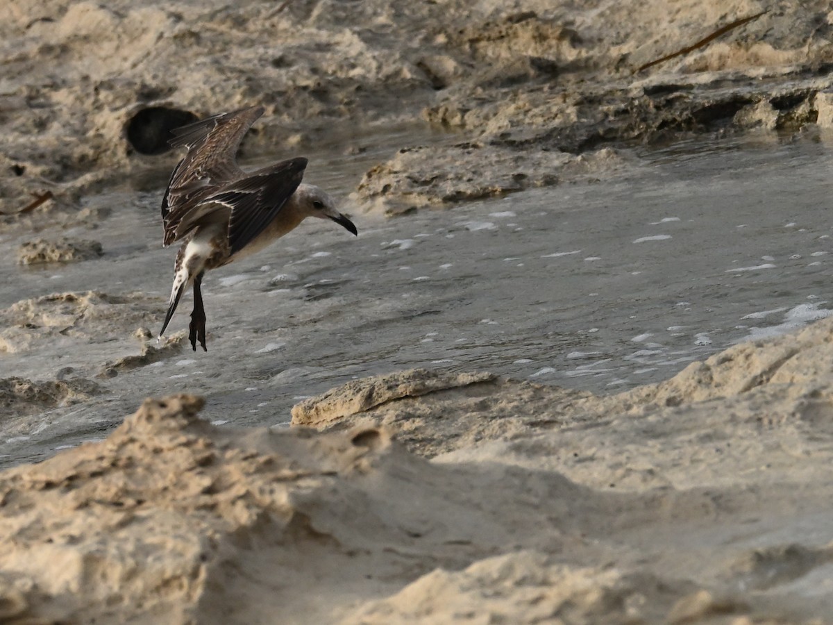 Audouin's Gull - ML643546003