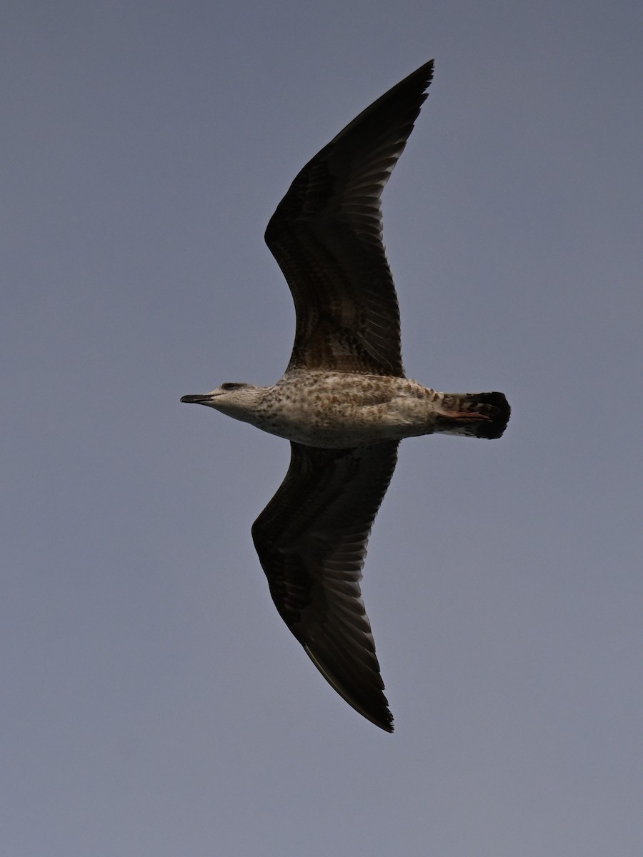 Yellow-legged Gull - ML643546023