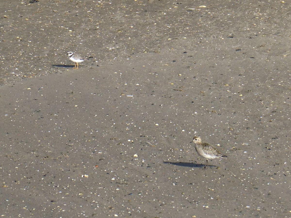 European Golden-Plover - ML643546027
