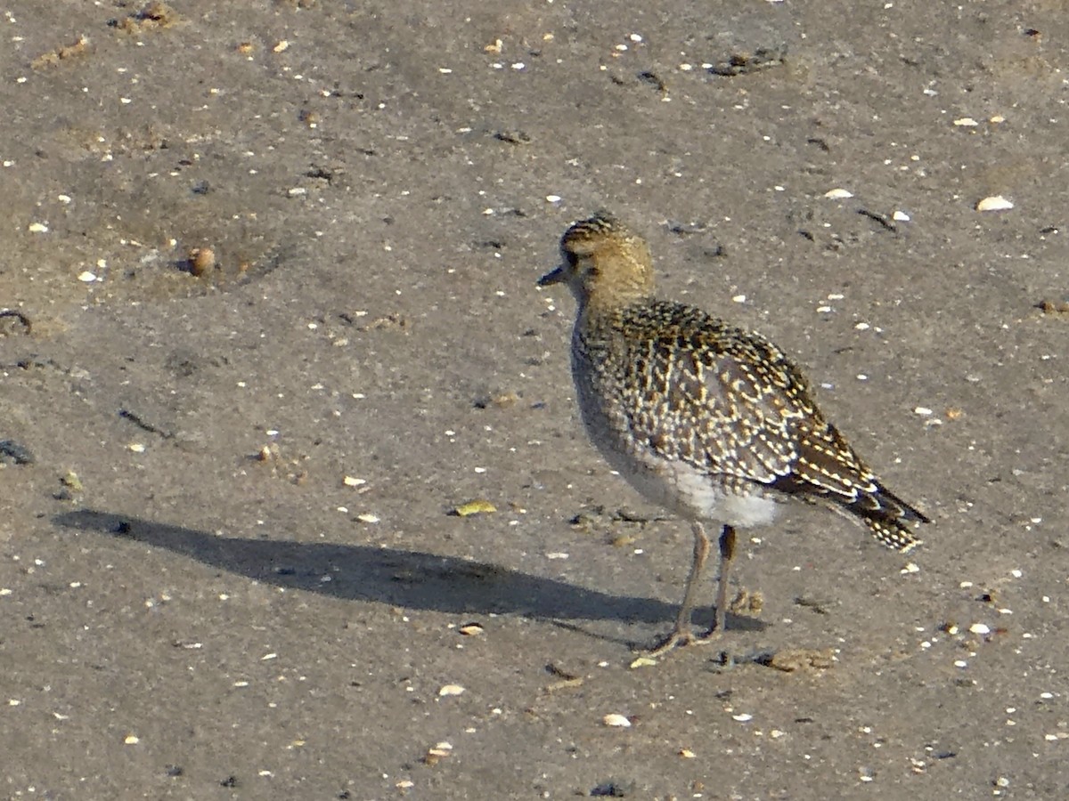 European Golden-Plover - ML643546028