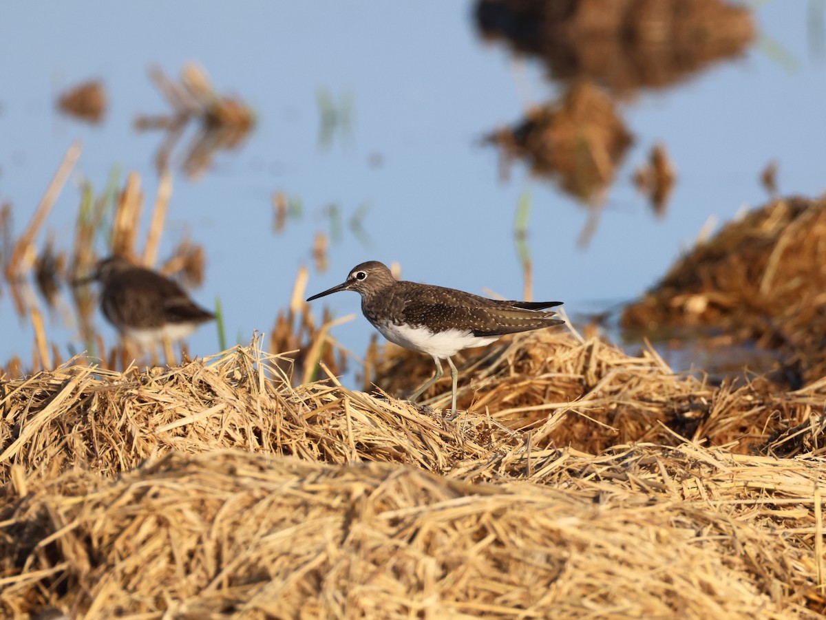 skogsnipe - ML643546033