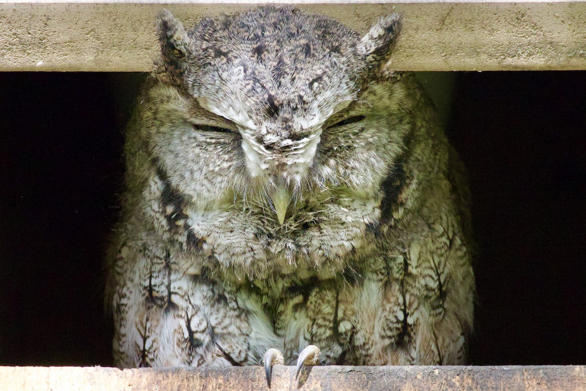 Eastern Screech-Owl (Northern) - ML643546034