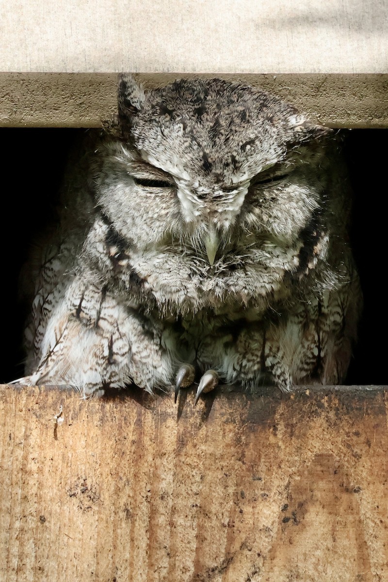 Eastern Screech-Owl (Northern) - ML643546042