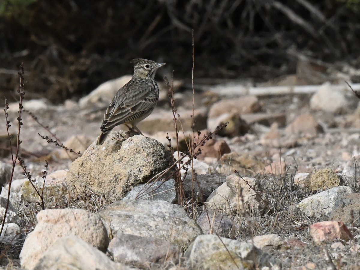 Thekla's Lark - ML643546046