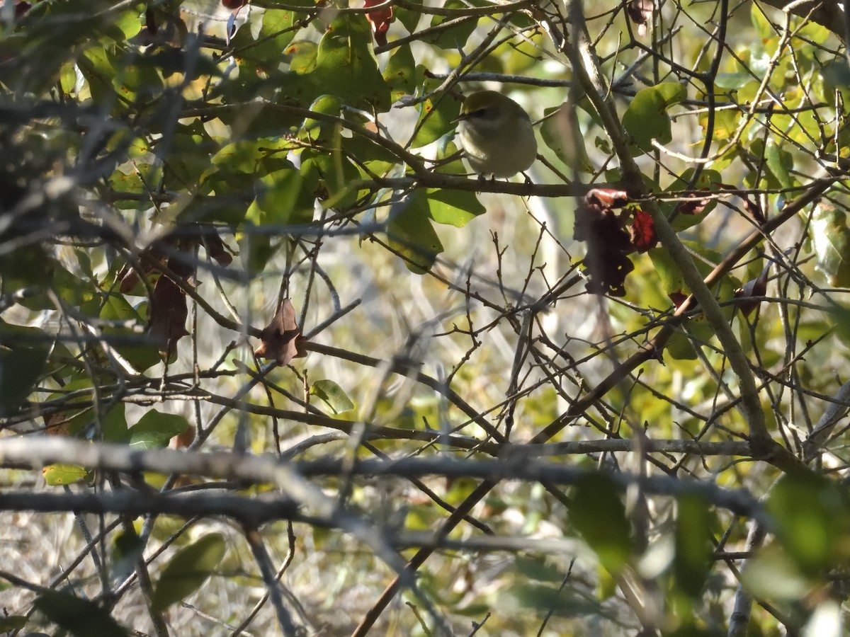 Golden-winged Warbler - ML643546048