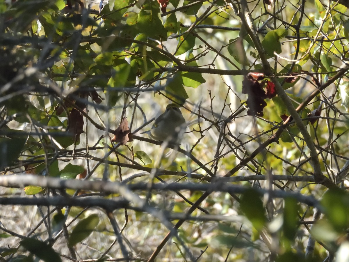 Golden-winged Warbler - ML643546049