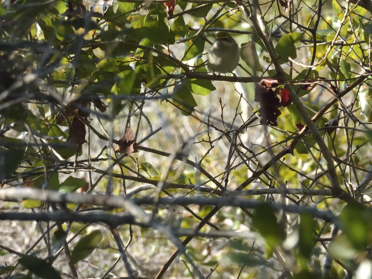 Golden-winged Warbler - ML643546050