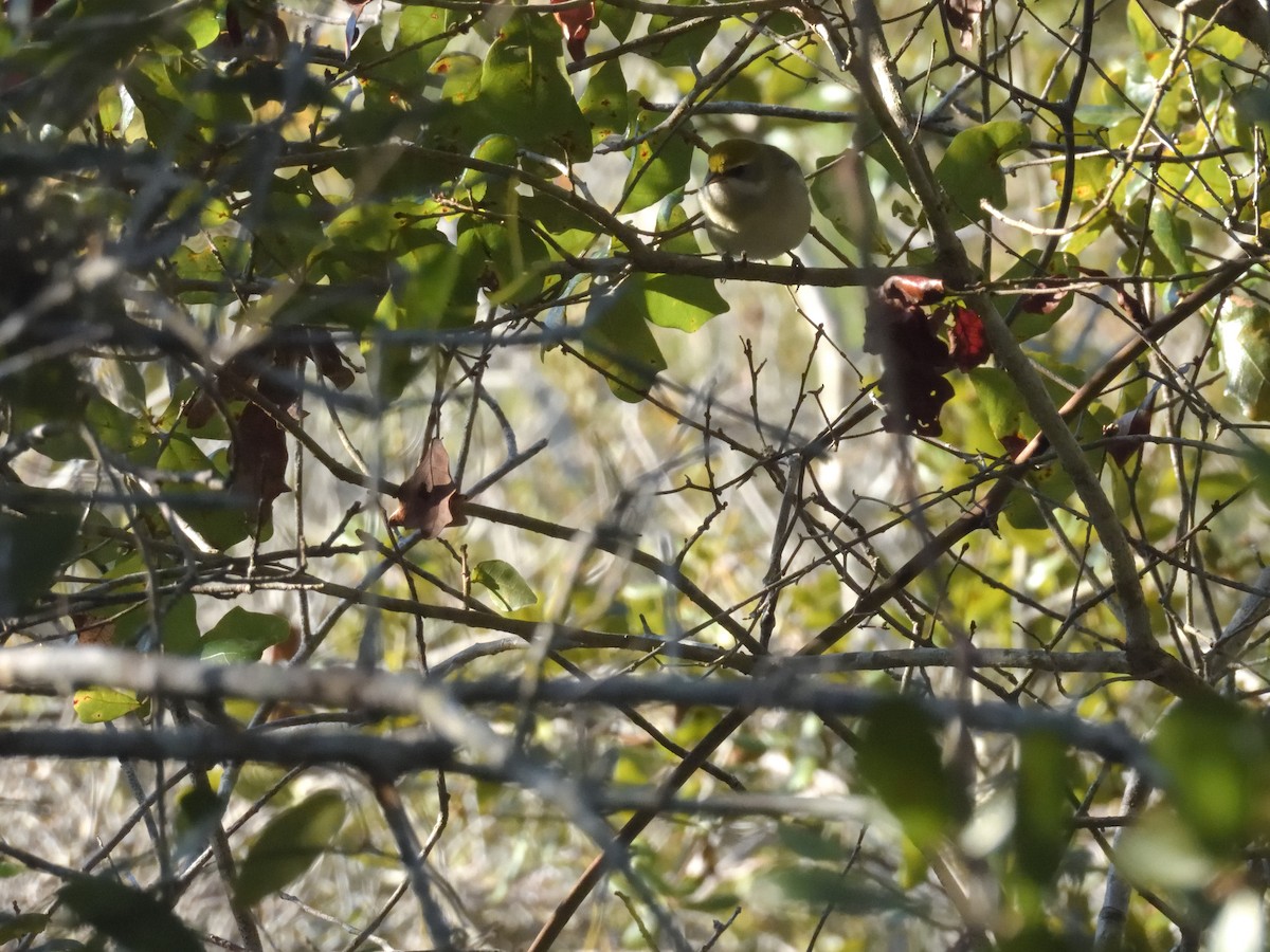 Golden-winged Warbler - ML643546052
