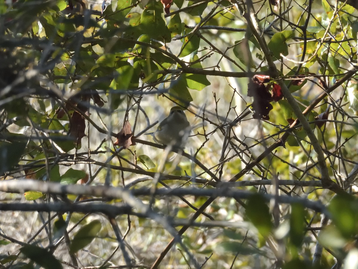 Golden-winged Warbler - ML643546053