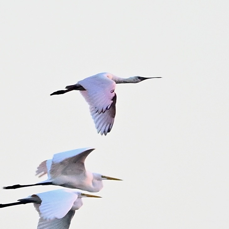 rosenskjestork - ML643546079
