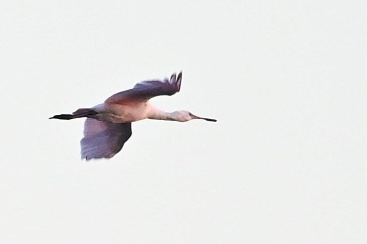 rosenskjestork - ML643546080