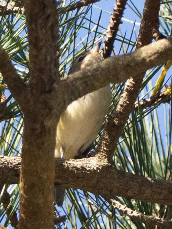 sangvireo - ML643546082