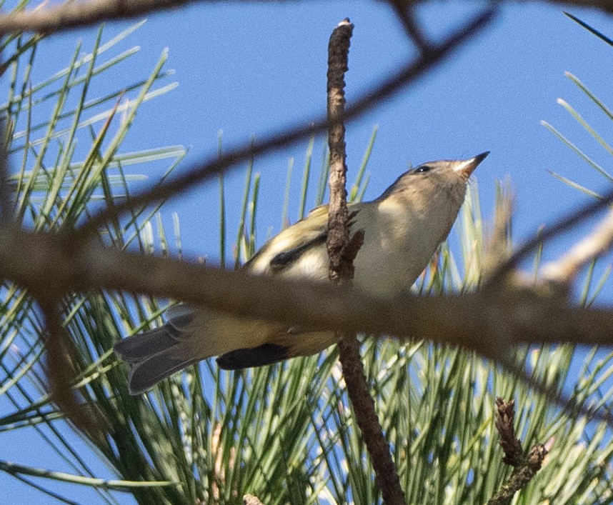 sangvireo - ML643546083