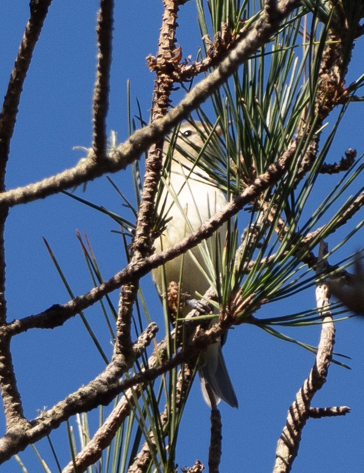 sangvireo - ML643546084