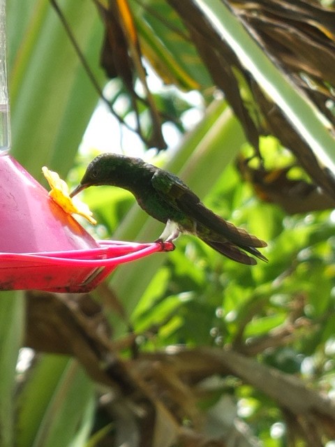 kobbergumpkolibri - ML643546085
