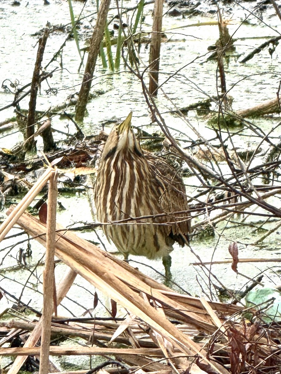 American Bittern - ML643546087