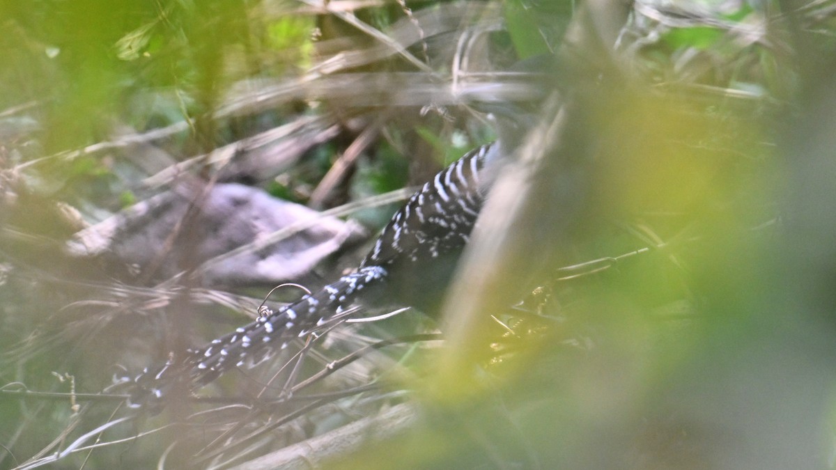 Batará Gigante - ML643546092