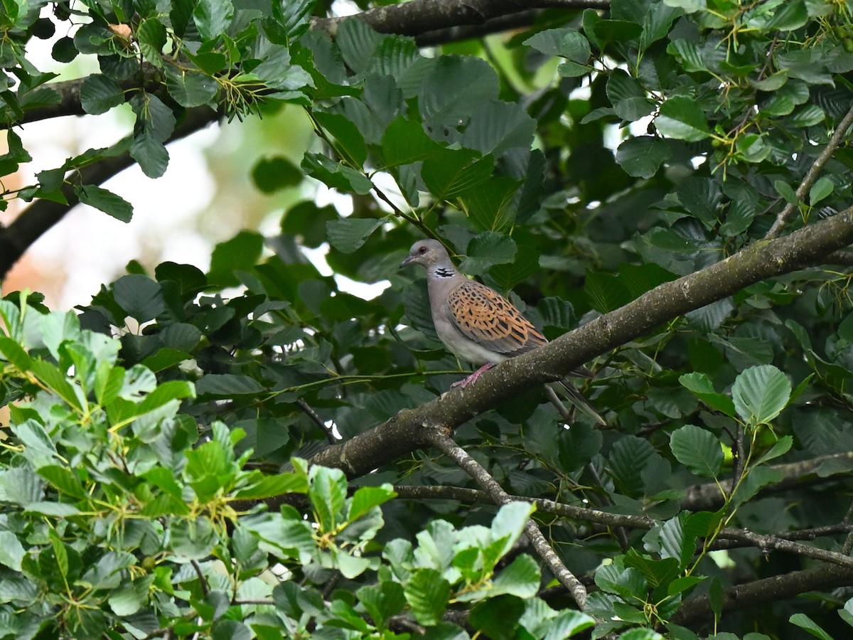 European Turtle-Dove - ML643546112