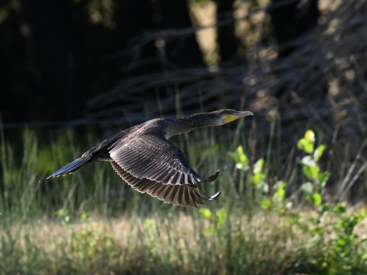Great Cormorant - ML643546125