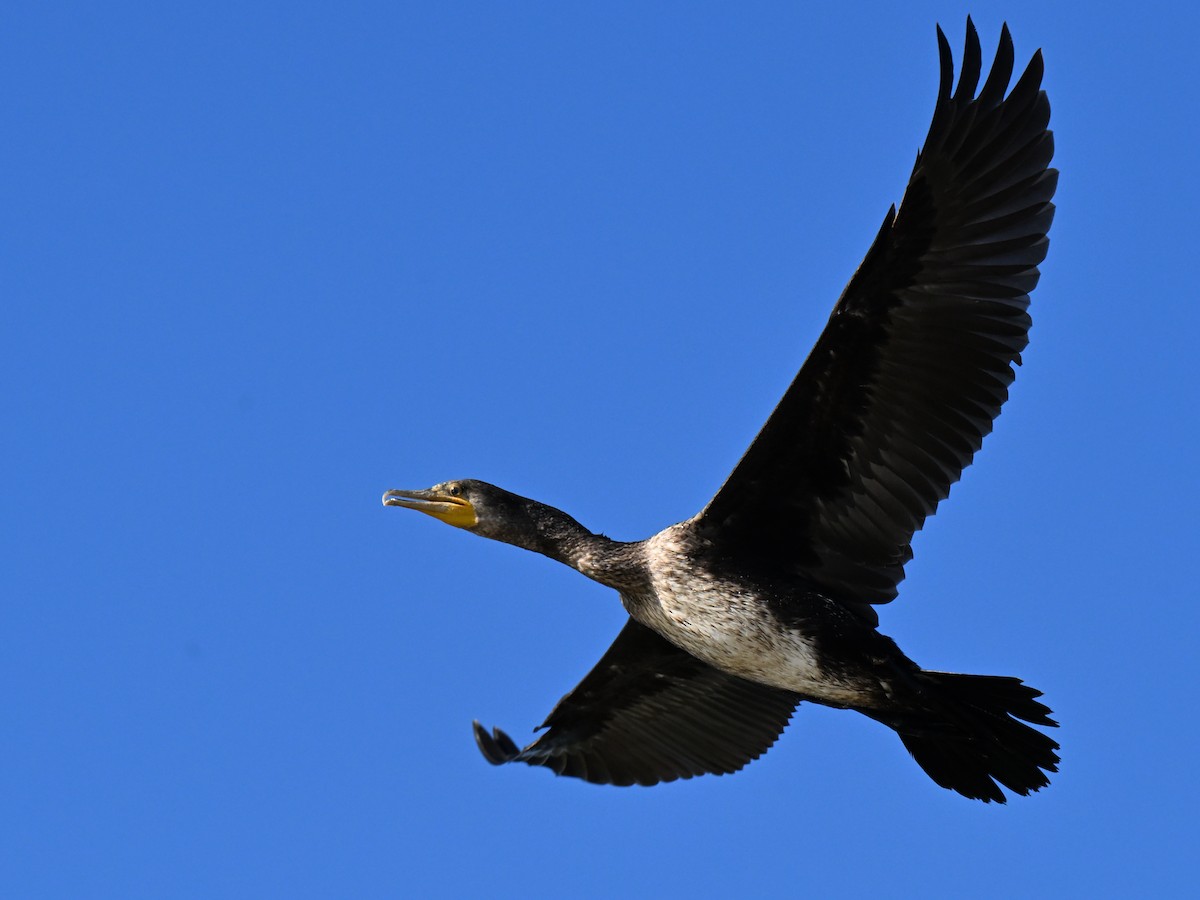 Great Cormorant - ML643546126