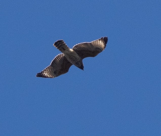 Red-shouldered Hawk - ML643546135