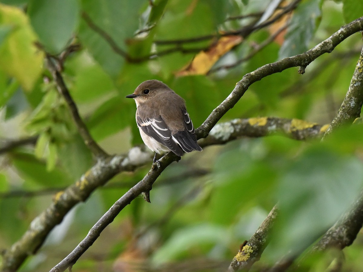 European Pied Flycatcher - ML643546141