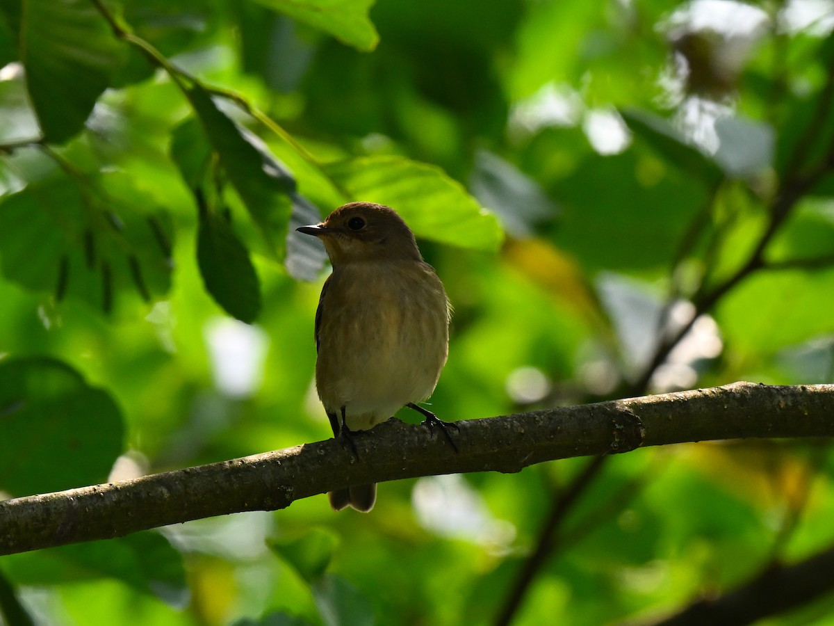 European Pied Flycatcher - ML643546142