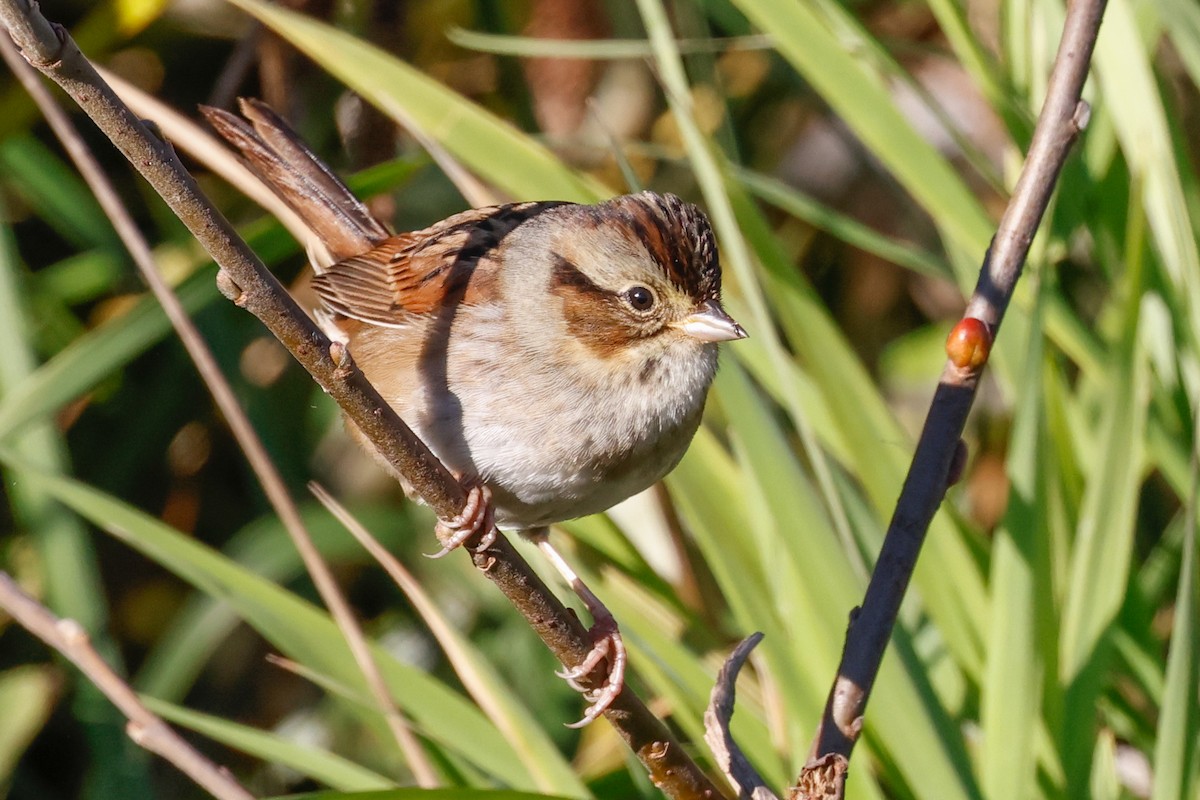 Swamp Sparrow - ML643546144
