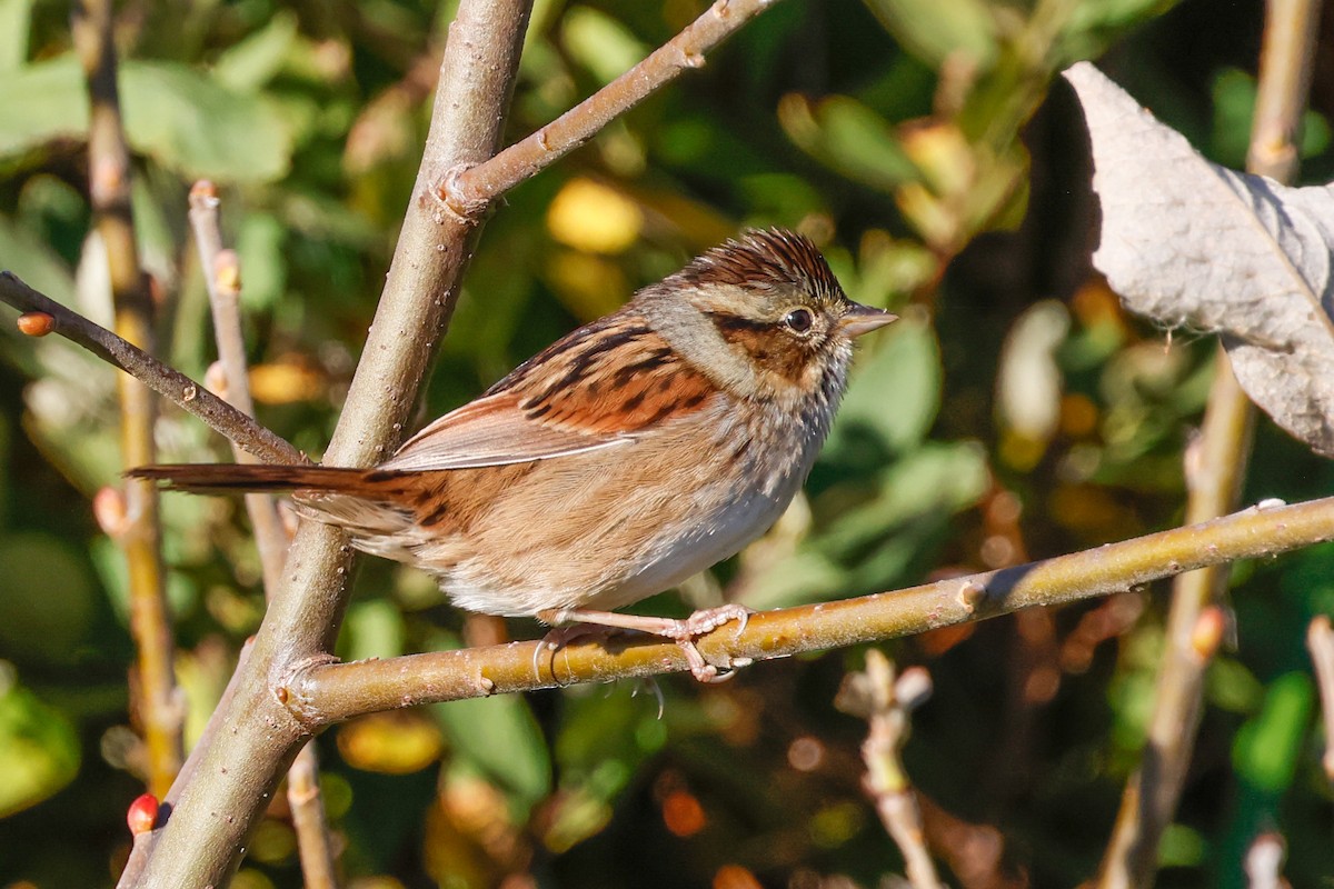 Swamp Sparrow - ML643546145