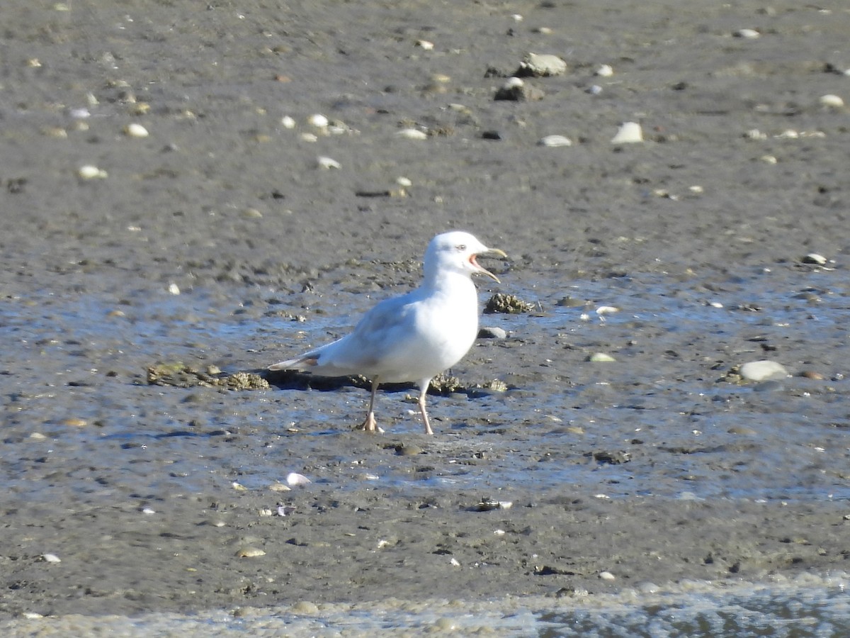 Short-billed Gull - ML643546159