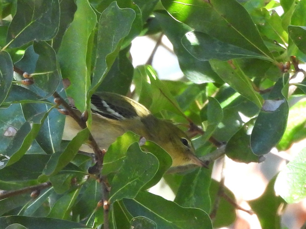 Bay-breasted Warbler - ML643546164