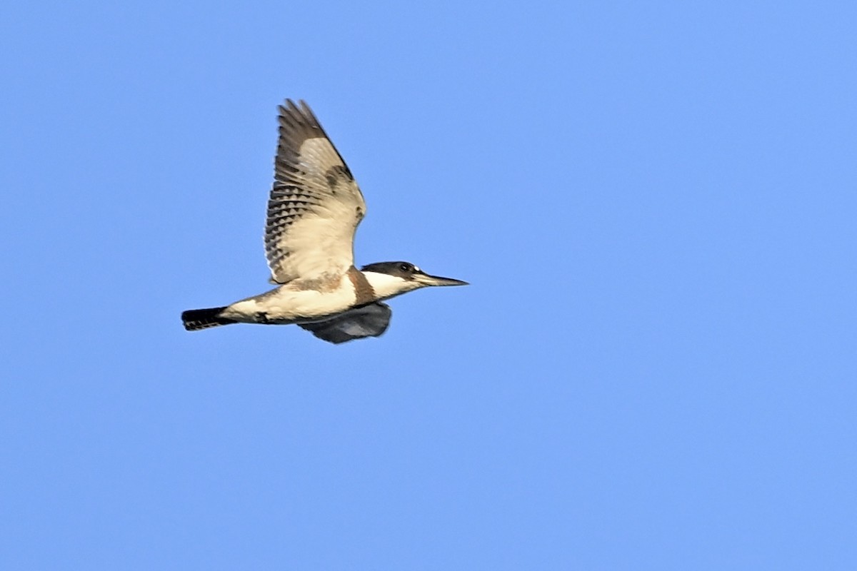 Belted Kingfisher - ML643546172